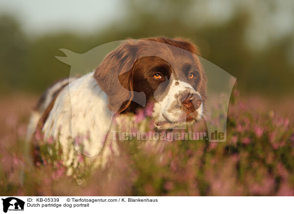 Dutch partridge dog portrait / KB-05339
