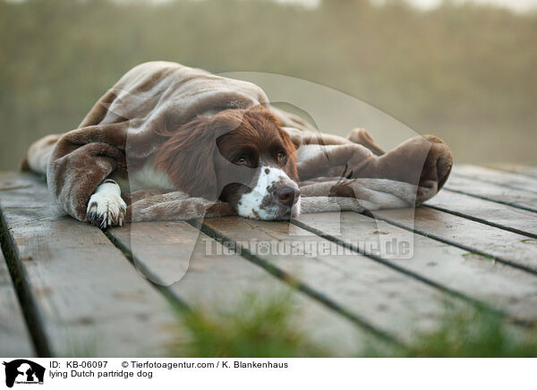lying Dutch partridge dog / KB-06097