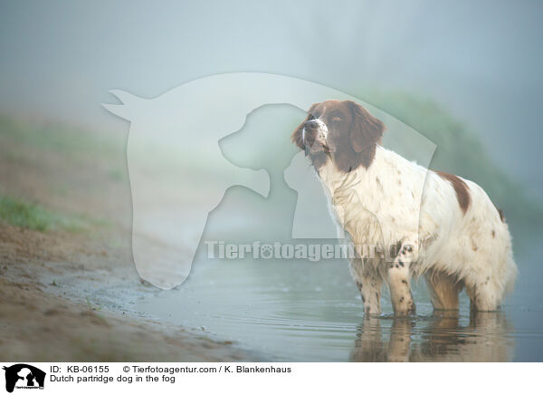 Drentsche Patrijshund im Nebel / Dutch partridge dog in the fog / KB-06155