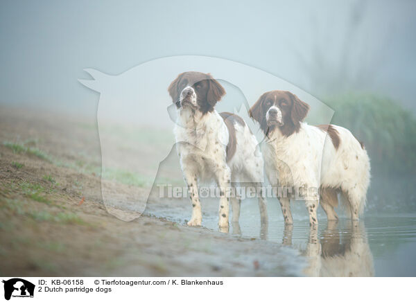 2 Drentsche Patrijshund / 2 Dutch partridge dogs / KB-06158