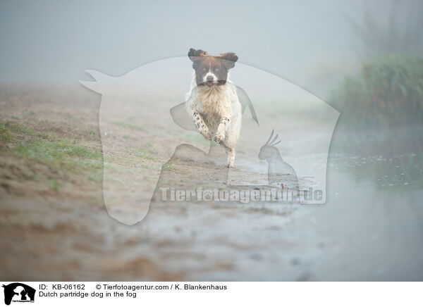 Drentsche Patrijshund im Nebel / Dutch partridge dog in the fog / KB-06162