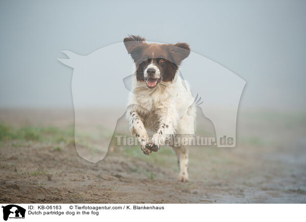Drentsche Patrijshund im Nebel / Dutch partridge dog in the fog / KB-06163