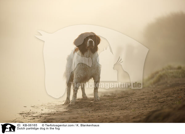 Drentsche Patrijshund im Nebel / Dutch partridge dog in the fog / KB-06165