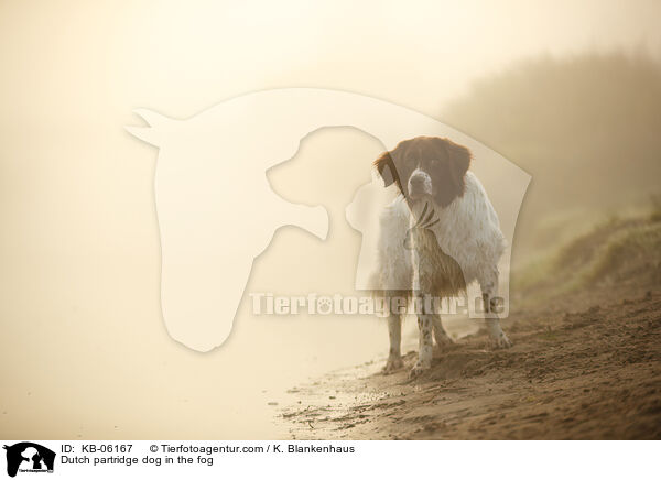Dutch partridge dog in the fog / KB-06167