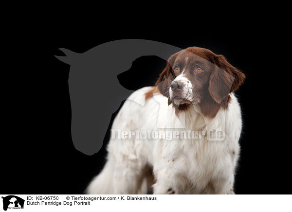 Drentsche Patrijshund Portrait / Dutch Partridge Dog Portrait / KB-06750