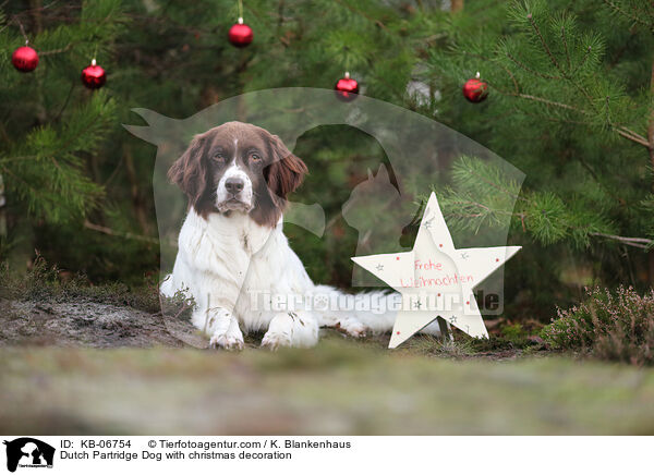 Drentsche Patrijshund mit Weihnachtsdeko / Dutch Partridge Dog with christmas decoration / KB-06754
