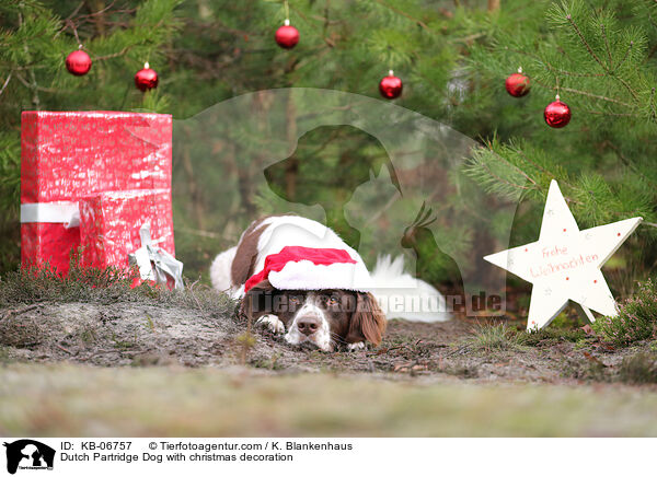Drentsche Patrijshund mit Weihnachtsdeko / Dutch Partridge Dog with christmas decoration / KB-06757