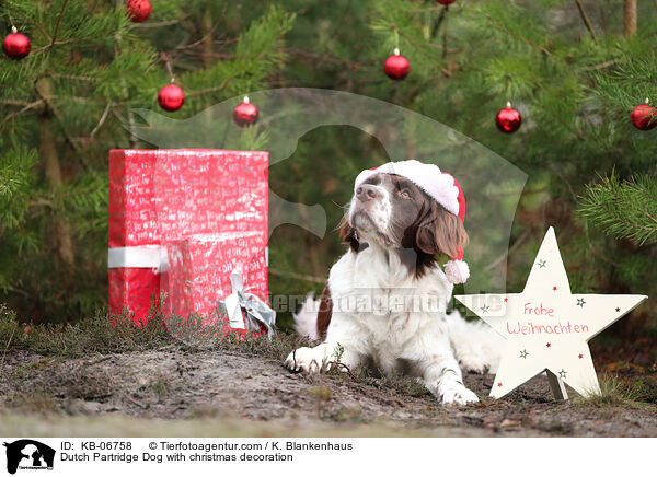Drentsche Patrijshund mit Weihnachtsdeko / Dutch Partridge Dog with christmas decoration / KB-06758