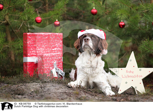 Drentsche Patrijshund mit Weihnachtsdeko / Dutch Partridge Dog with christmas decoration / KB-06759