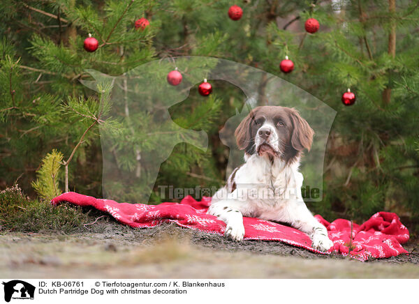 Drentsche Patrijshund mit Weihnachtsdeko / Dutch Partridge Dog with christmas decoration / KB-06761