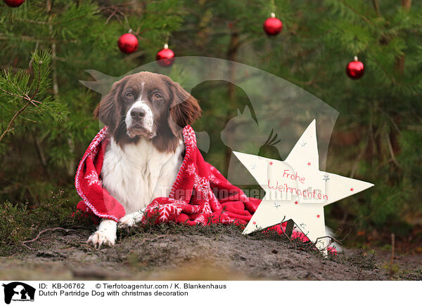 Drentsche Patrijshund mit Weihnachtsdeko / Dutch Partridge Dog with christmas decoration / KB-06762