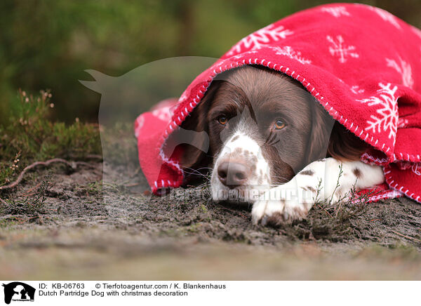 Drentsche Patrijshund mit Weihnachtsdeko / Dutch Partridge Dog with christmas decoration / KB-06763