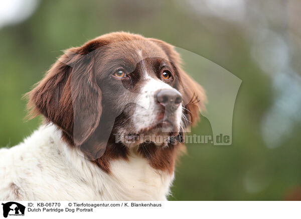 Drentsche Patrijshund Portrait / Dutch Partridge Dog Portrait / KB-06770