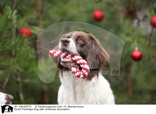 Drentsche Patrijshund mit Weihnachtsdeko / Dutch Partridge Dog with christmas decoration / KB-06772