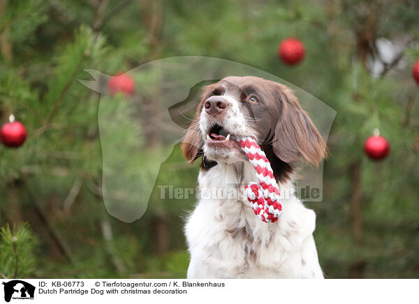 Drentsche Patrijshund mit Weihnachtsdeko / Dutch Partridge Dog with christmas decoration / KB-06773