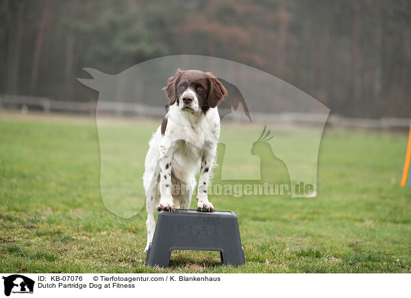 Drentsche Patrijshund beim Fitness / Dutch Partridge Dog at Fitness / KB-07076
