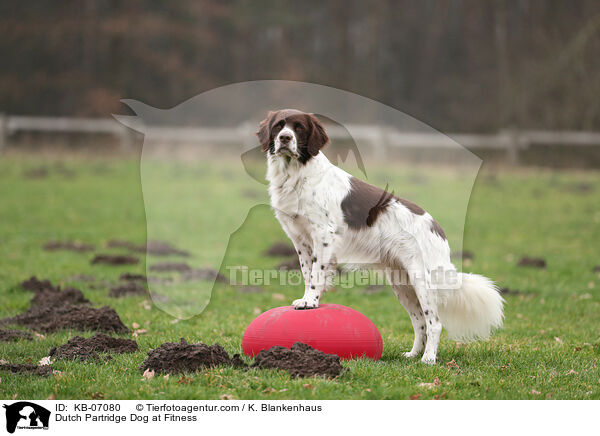 Drentsche Patrijshund beim Fitness / Dutch Partridge Dog at Fitness / KB-07080