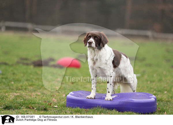 Drentsche Patrijshund beim Fitness / Dutch Partridge Dog at Fitness / KB-07081