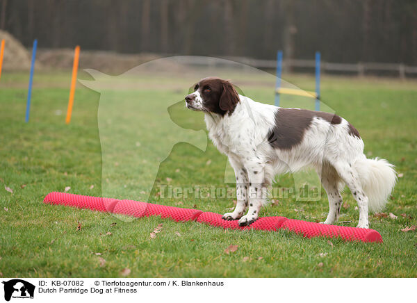 Drentsche Patrijshund beim Fitness / Dutch Partridge Dog at Fitness / KB-07082