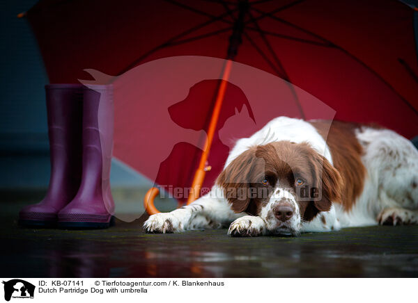 Drentsche Patrijshund mit Regenschirm / Dutch Partridge Dog with umbrella / KB-07141