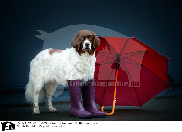 Drentsche Patrijshund mit Regenschirm / Dutch Partridge Dog with umbrella / KB-07142