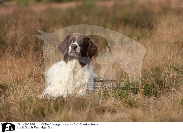 ausgewachsener Drentsche Patrijshund / adult Dutch Partridge Dog / KB-07861