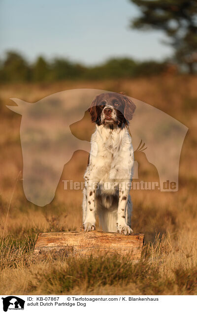 ausgewachsener Drentsche Patrijshund / adult Dutch Partridge Dog / KB-07867