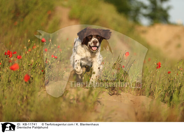 Drentsche Patrijshund / KB-11741