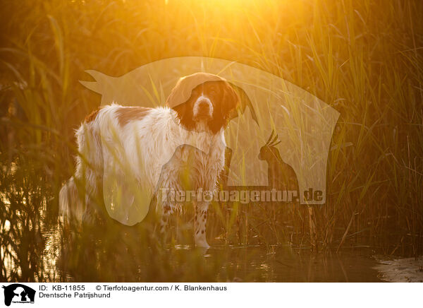 Drentsche Patrijshund / Drentsche Patrijshund / KB-11855