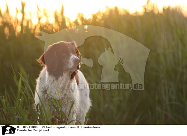 Drentsche Patrijshund / Drentsche Patrijshund / KB-11886