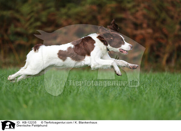 Drentsche Patrijshund / Drentsche Patrijshund / KB-12235