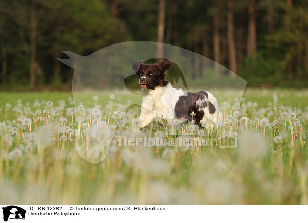 Drentsche Patrijshund / KB-12382