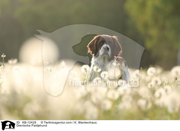 Drentsche Patrijshund / KB-12429