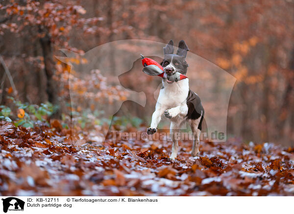 Dutch partridge dog / KB-12711