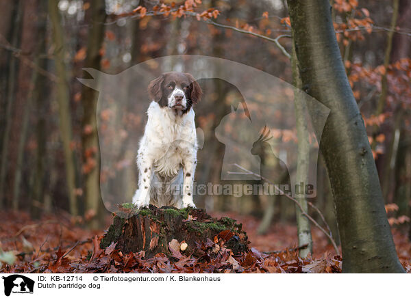 Dutch partridge dog / KB-12714