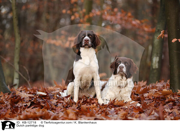 Dutch partridge dog / KB-12718