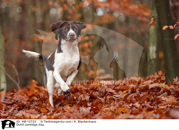 Dutch partridge dog / KB-12723