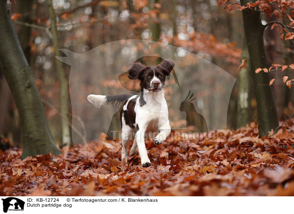 Drentsche Patrijshond / Dutch partridge dog / KB-12724