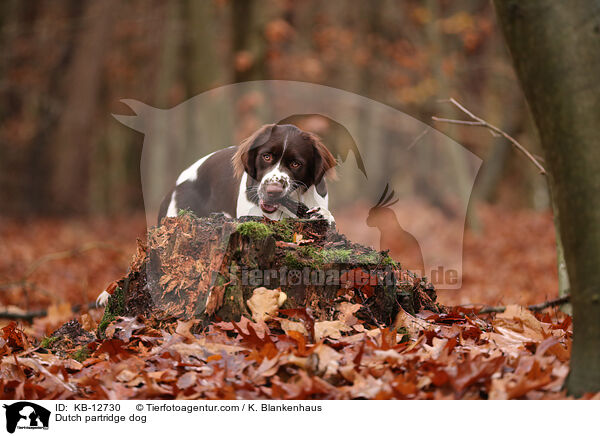 Dutch partridge dog / KB-12730