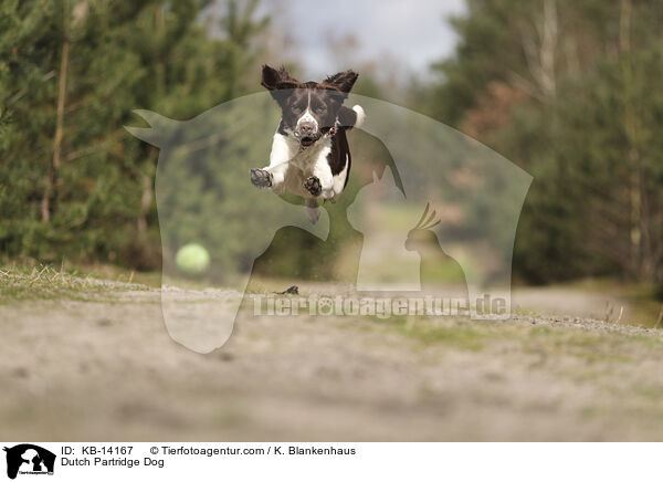 Dutch Partridge Dog / KB-14167