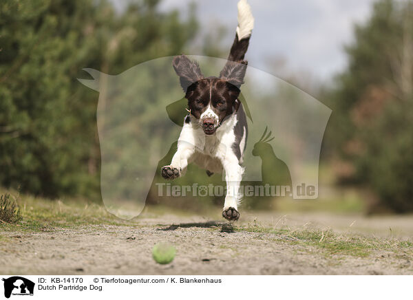 Drentsche Patrijshund / Dutch Partridge Dog / KB-14170
