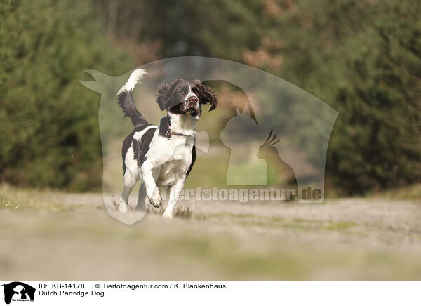 Dutch Partridge Dog / KB-14178