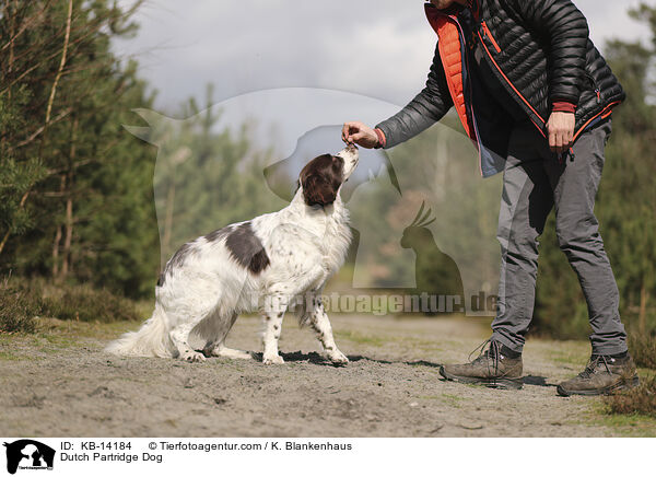 Dutch Partridge Dog / KB-14184