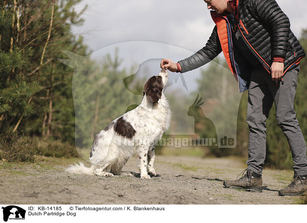 Dutch Partridge Dog / KB-14185