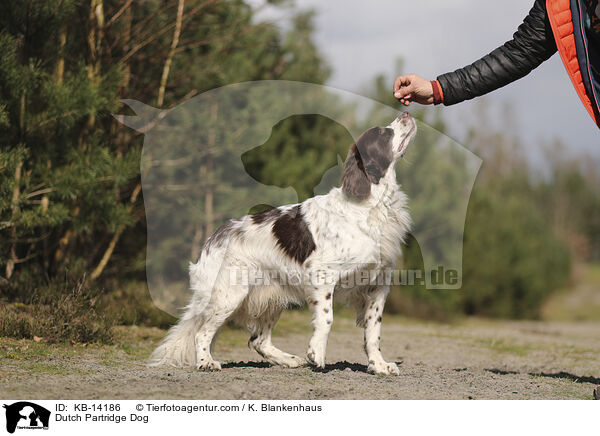 Dutch Partridge Dog / KB-14186