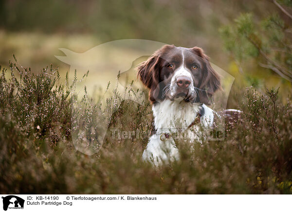 Dutch Partridge Dog / KB-14190