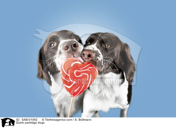 Drentsche Patrijshunde / Dutch partridge dogs / SAB-01062
