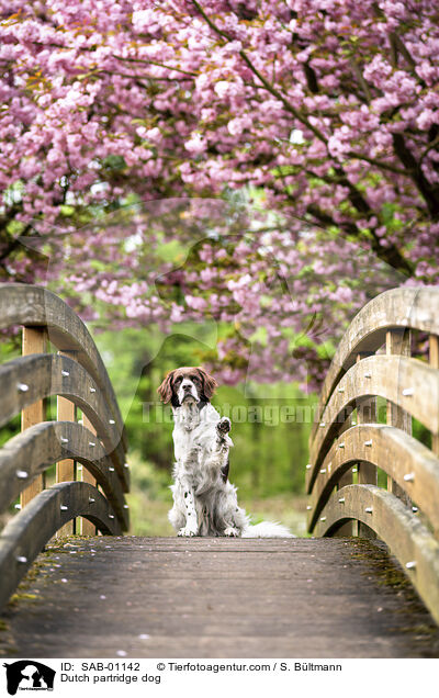 Dutch partridge dog / SAB-01142