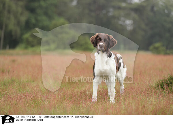 Drentsche Patrijshund / Dutch Partridge Dog / KB-14712