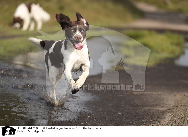 Drentsche Patrijshund / Dutch Partridge Dog / KB-14716